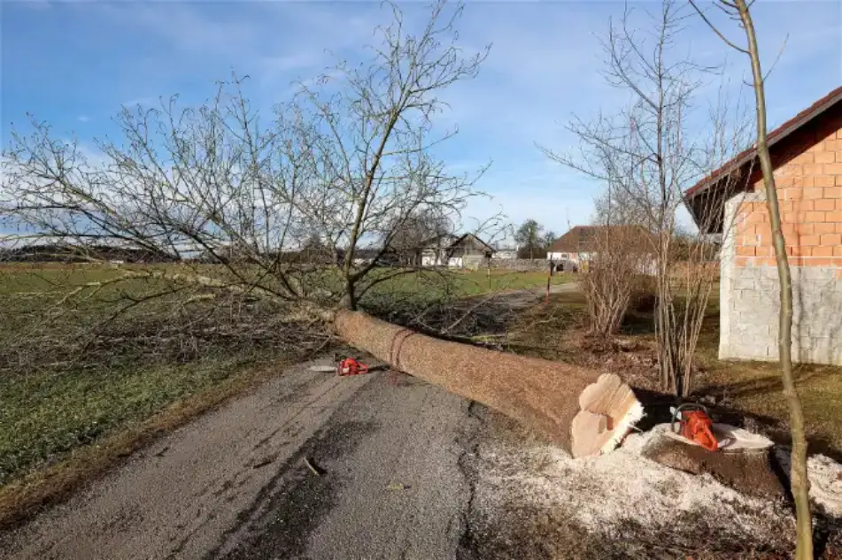 coupe-arbres